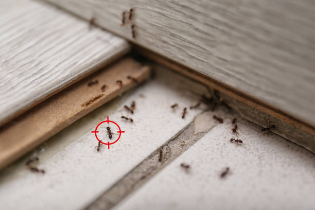 Best Pest Removal Services  in Rio Communities, NM