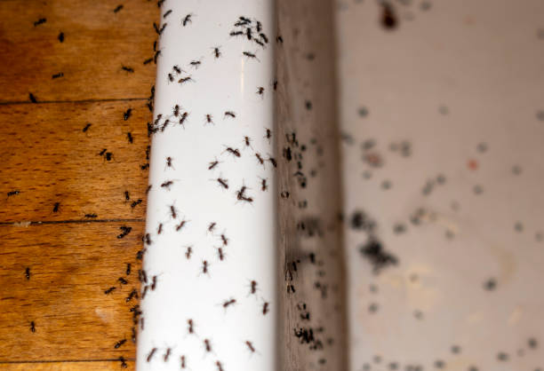 Best Residential Pest Control  in Rio Communities, NM