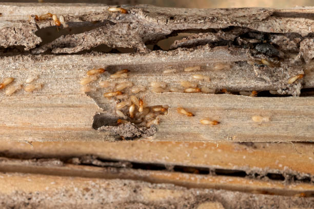Best Pest Inspection Near Me  in Rio Communities, NM